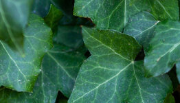 Hedera image