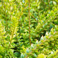 Lonicera