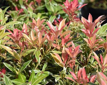 Pieris japonica 'Variegata'