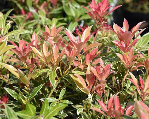 Pieris japonica 'Variegata'