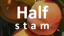 Kaki halfstam image