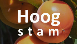 Kaki hoogstam image