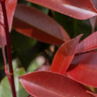 Photinia