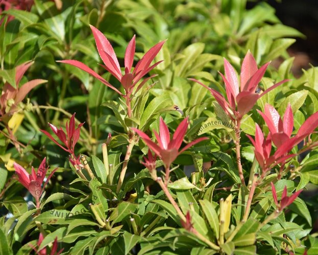 Pieris 'Forest Flame'
