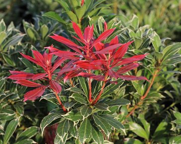 Pieris japonica 'Carnaval'