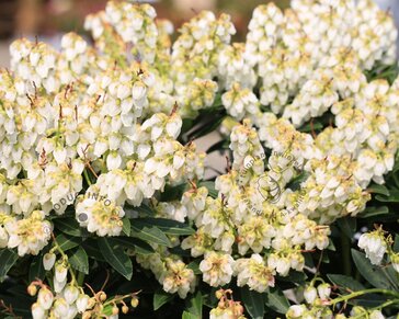 Pieris japonica 'Debutante'