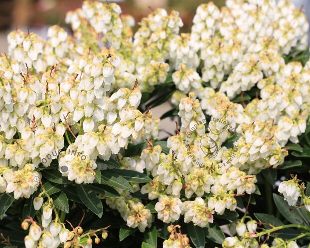 Pieris japonica 'Debutante'