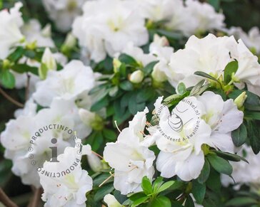Rhododendron 'Arctic Tern'