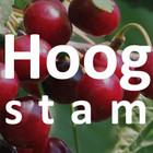 Hoogstam kersenboom