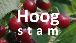 Hoogstam kersenboom image
