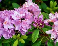 Rhododendron 'Robert Seleger'