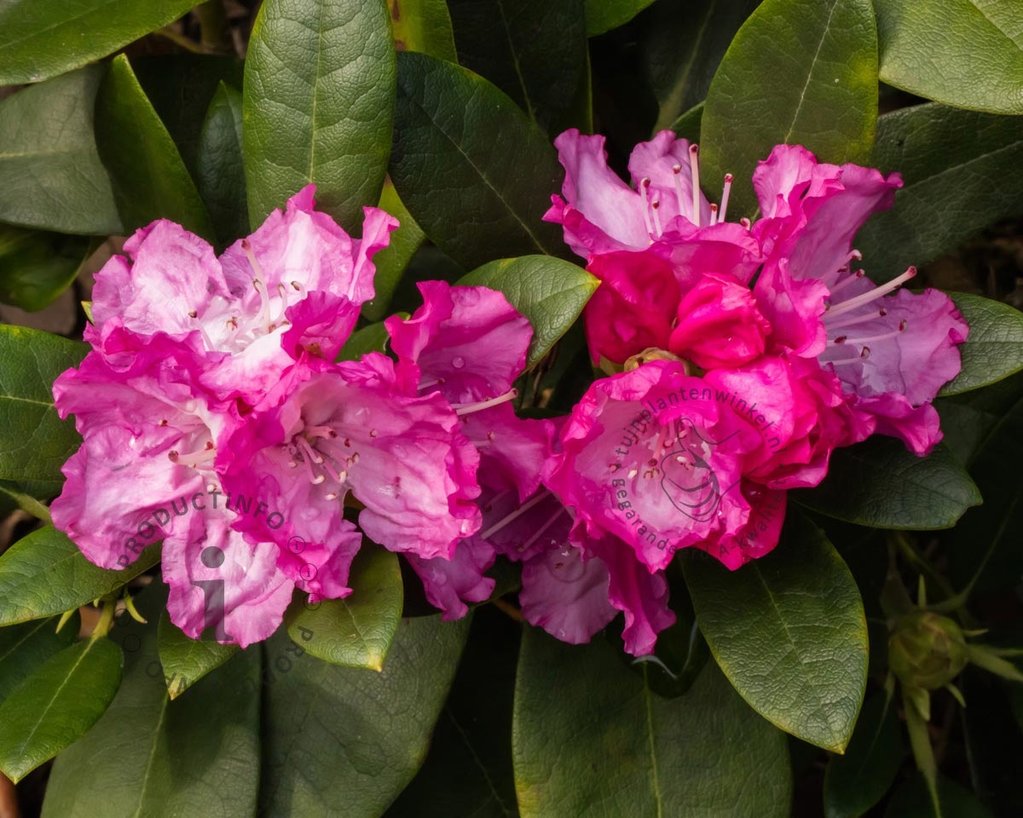 Rhododendron yakushimanum 'Sneezy'