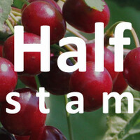 Halfstam kersenboom