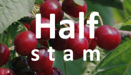 Halfstam kersenboom image