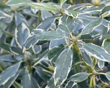 Rhododendron ponticum 'Variegatum'