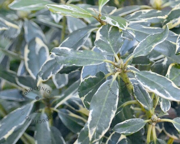 Rhododendron ponticum 'Variegatum'