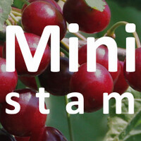 Mini kersenboom
