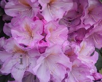 Rhododendron ponticum 'Variegatum'