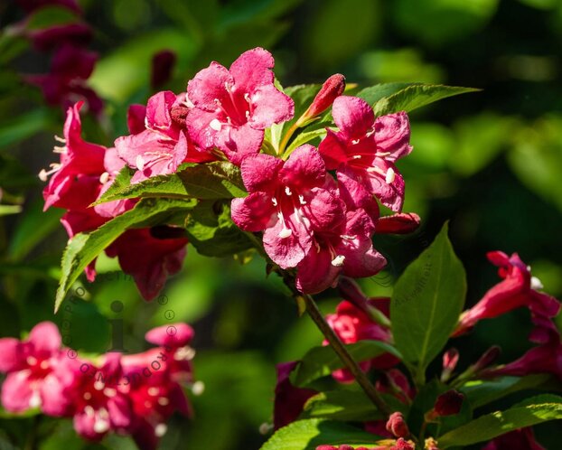 Weigela florida 'Bristol Ruby'