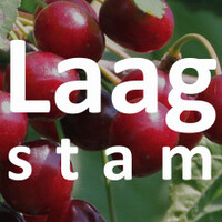 Laagstam kersenboom