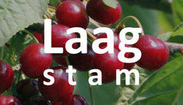 Laagstam kersenboom image