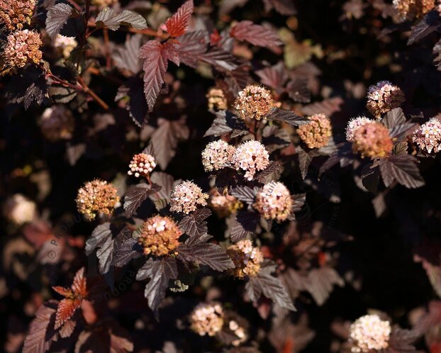 Physocarpus opulifolius 'Lady in Red'