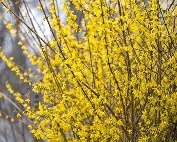 Forsythia intermedia 'Lynwood'