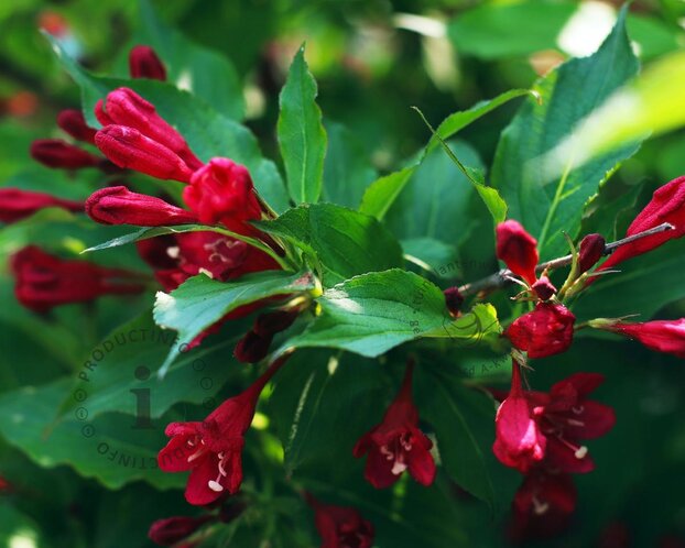 Weigela florida 'Red Prince'