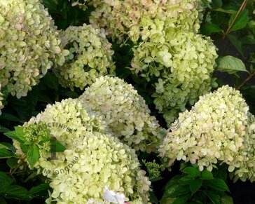 Hydrangea paniculata 'Little Lime'