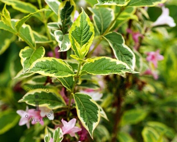 Weigela florida 'Nana Variegata'