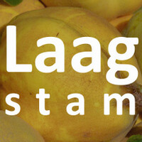 Laagstam kweepeer