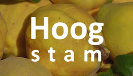 Hoogstam kweepeer image