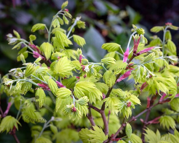 Acer shirasawanum 'Aureum'
