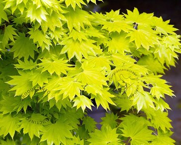 Acer shirasawanum 'Aureum'