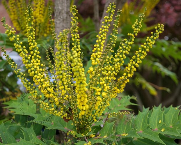 Mahonia media 'Charity'