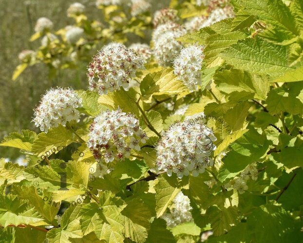 Physocarpus opulifolius 'Dart's Gold'