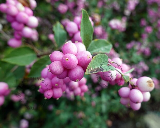 Symphoricarpos x doorenbosii 'Mother of Pearl'