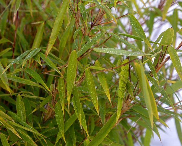 Fargesia murielae 'Jumbo'