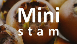 Mini mispel image