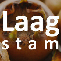 Mispel laagstam