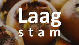 Mispel laagstam image