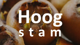 Mispel hoogstam image