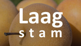 Laagstam nashipeer image