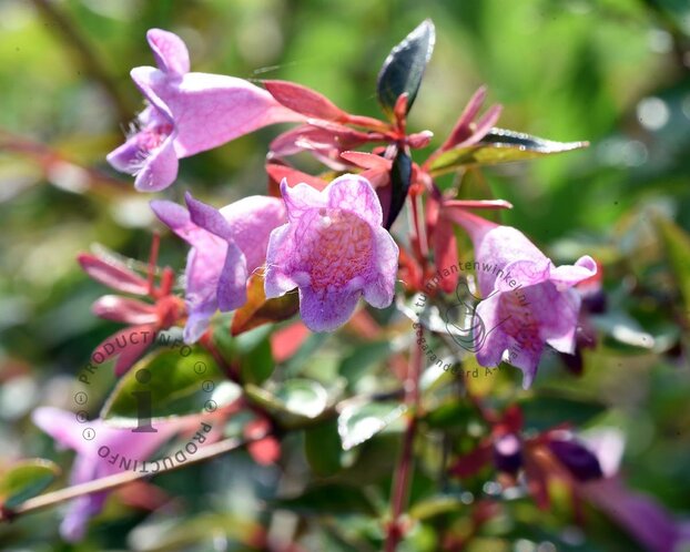 Abelia 'Pinky Bells'