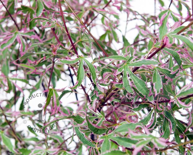 Acer palmatum 'Marlo'