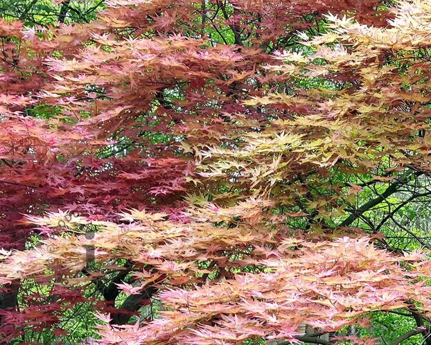 Acer palmatum 'Phoenix'