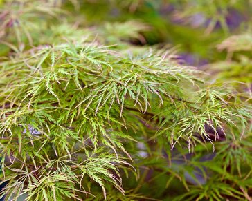 Acer palmatum 'Seiryu'