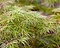 Acer palmatum 'Seiryu' Foto 2