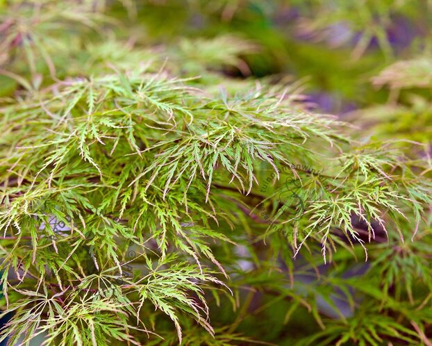 Acer palmatum 'Seiryu'