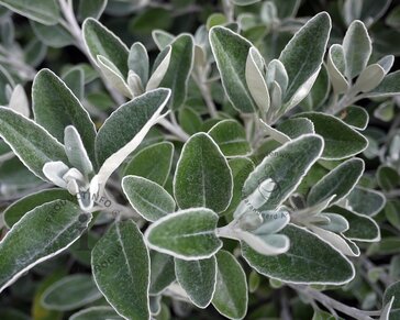 Brachyglottis senecio 'Sunshine'